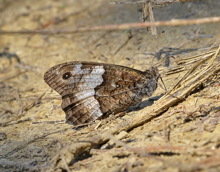 Hipparchia fagi o  Hipparchia hermione/alcyone ?